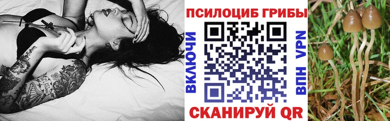 Купить где  Барыш  Псилоцибиновые грибы ЛСД 